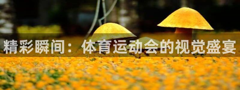 三亿体育登录：精彩瞬间：体育运动会的视觉盛宴